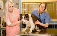 Hospitalizace - vyšetření psa [nové okno]